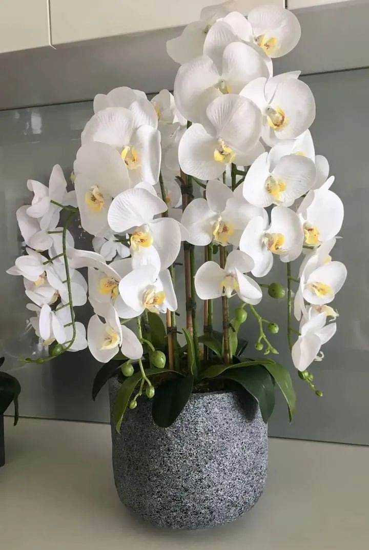買盆栽胡蝶蘭避坑指南 窗臺上就能養好 每年開花可真不難