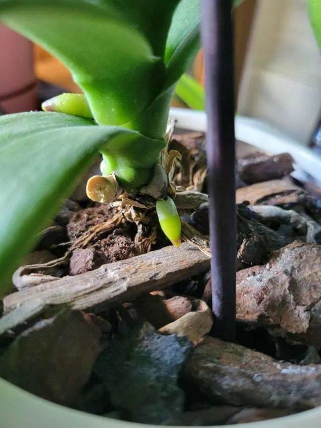 買盆栽胡蝶蘭避坑指南 窗臺上就能養好 每年開花可真不難